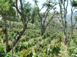 Agroforestería
