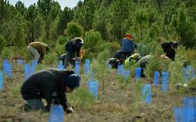 Reforestación Artificial