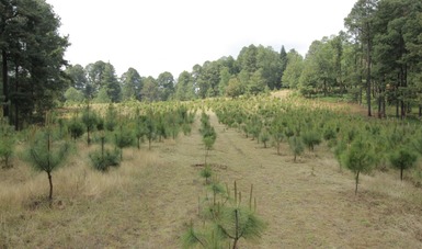 Plantando árboles