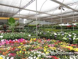 Vivero Comercial
