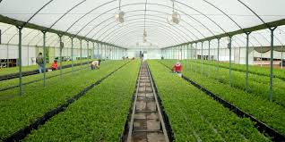 Vivero Forestal