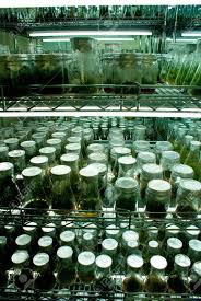 Vivero de Investigación